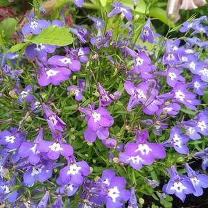 Meet your Posher, Yvette